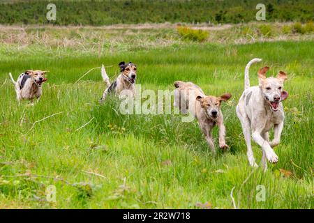 Portmagee, County Kerry, Irland. 21. Mai 2023. Beagles, die in einer Drag Hunt, einem lokalen humanen Sport, gegeneinander antreten. County Kerry, Irland Kredit: Stephen Power/Alamy Live News Stockfoto