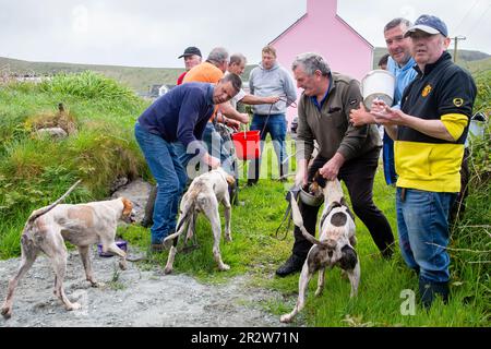 Portmagee, County Kerry, Irland. 21. Mai 2023. Beagles und ihre Besitzer treten in einer Drag Hunt an, einem lokalen humanen Sport. County Kerry, Irland Kredit: Stephen Power/Alamy Live News Stockfoto