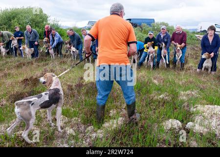 Portmagee, County Kerry, Irland. 21. Mai 2023. Beagles und ihre Besitzer treten in einer Drag Hunt an, einem lokalen humanen Sport. County Kerry, Irland Kredit: Stephen Power/Alamy Live News Stockfoto