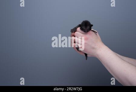 Menschliche Hände halten ein kleines neugeborenes schwarzes Kätzchen vor grauem Hintergrund mit Kopierraum. Versorgungskonzept Stockfoto