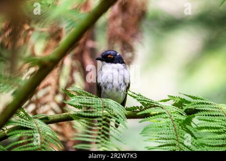 Ein weißer, nackter Hoeyeater, Melithreptus lunatus, hoch oben auf einem Baumfarn in Victoria, Australien. Eine olivgrüne Passerine songbird Stockfoto