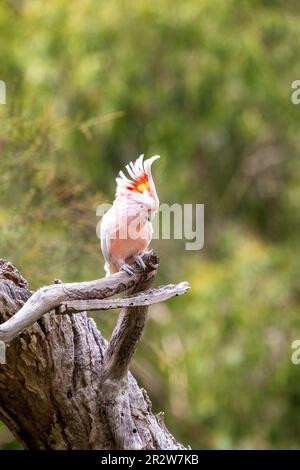 Major Mitchell Cockatoo, auch bekannt als Leadbeater oder rosa Kakadu, hoch oben auf einem toten Baum. Diese Art ist in der Wildnis bedroht. Victoria, Stockfoto