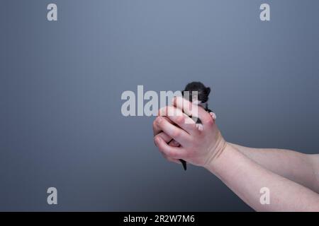 Menschliche Hände halten ein kleines Neugeborenes-Smoking-Kätzchen vor grauem Hintergrund mit Kopierraum. Versorgungskonzept Stockfoto