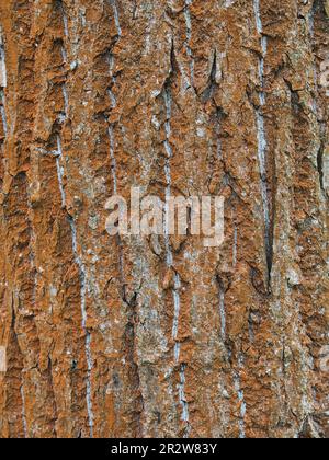 Nahaufnahme von Rissen auf einer Rinde aus Orangenbäumen Stockfoto