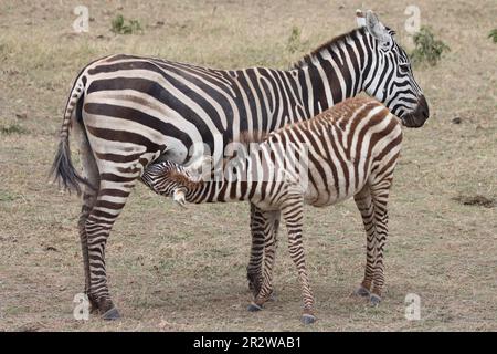 Zebrakalb, das von seiner Mutter im Masai Mara National Reserve Kenia Afrika ernährt wird Stockfoto