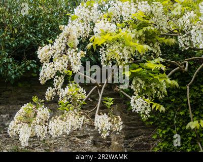 Weiße Blüten des harten, holzigen, laufflächen Kletterers, Wisteria venusta „Alba“ Stockfoto