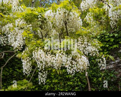 Weiße Blüten des harten, holzigen, laufflächen Kletterers, Wisteria venusta „Alba“ Stockfoto