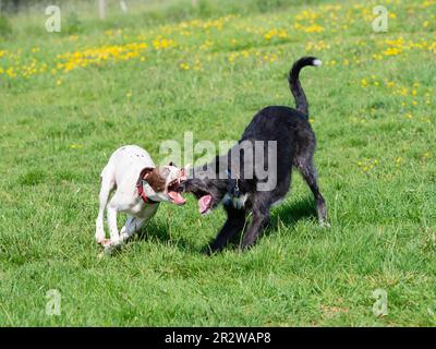 Narla, ein Dalmation x Bull Terrier, und Sampson, ein deerhound x Greyhound, kämpfen auf einer Wiese in Großbritannien Stockfoto