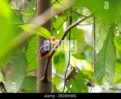 Ein orientalischer Zwerg Kingfisher alias ODKF, der auf einem kleinen Ast im tiefen Dschungel am Stadtrand von Thattekad, Kerala, hockte Stockfoto