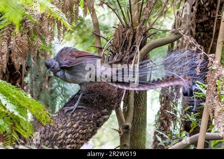 Ein ausgezeichneter Lyrebird, Menura novaehollandiae, Victoria, Australien, hoch oben auf einem Baumfarn. Dies ist eine Seitenansicht für Erwachsene Männer. Stockfoto