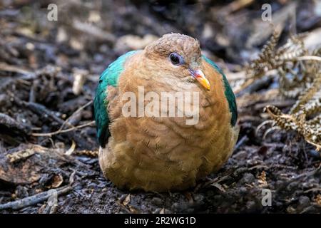 Eine Smaragdtaube, Chalcophaps indica indica, ruht in Waldunterholz. Auch bekannt als grüne Taube oder grüne Taube. Victoria, Australien. Stockfoto