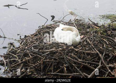 Ein Schwan auf seinem Nest in Roundhay Park Lake, Leeds, England, Großbritannien Stockfoto