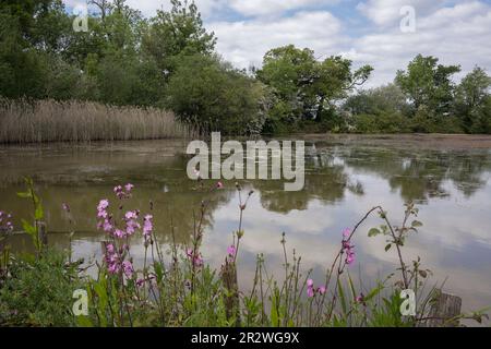 Rote Campion-Wildblume, die an einem See wächst Stockfoto