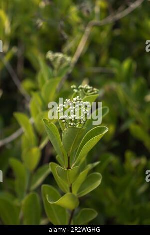 Nahaufnahme kleiner grüner Blätter mit kleinen weißen Blüten auf verschwommenem Hintergrund Stockfoto