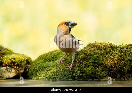 Kernbeißer (Cocothraustes Cocothraustes) männlich stehend am moosigen Ufer eines kleinen Wald Pools mit Wasser auf den Schnabel Stockfoto