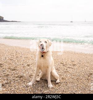 Reinrassiger gelber labrador Retriever am Strand Stockfoto