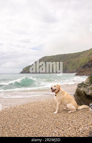 Reinrassiger gelber labrador Retriever am Strand Stockfoto