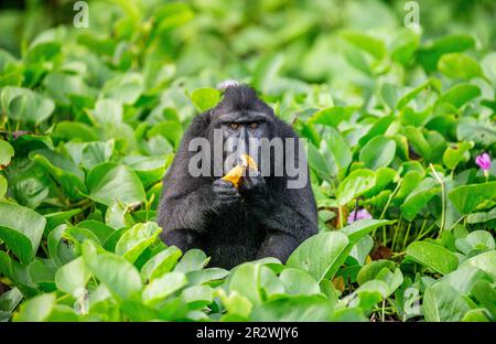 Celebes Crested Macaque isst Obst. Indonesien. Sulawesi. Stockfoto