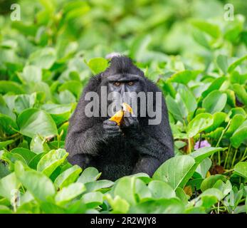 Celebes Crested Macaque isst Obst. Indonesien. Sulawesi. Stockfoto