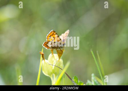 Duke of Burgund Fritillary Butterfly (Hamearis lucina), kein wahrer Fritillar und das einzige Mitglied seiner Familie in Europa, darunter Stockfoto