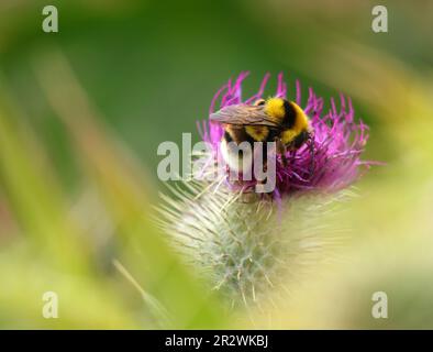 Portugal. Frühlingsblumen. Hummelbiene - bombus terrestris lusitanicus ernährt sich von einer Distel in Blüte. Oberflächliche Konzentration auf die Biene für Wirkung. Platz für Text Stockfoto