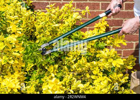 Den grünen Zweig von einem Euonymus-Strauß schneiden, um zu verhindern, dass er von seiner gelben Farbe wieder grün wird. Stockfoto