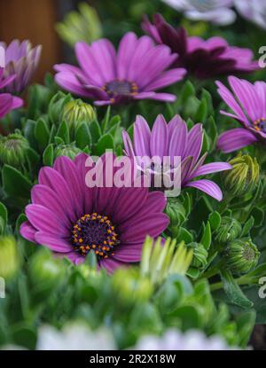 Nahaufnahme von wunderschönen blühenden violetten afrikanischen Gänseblümchen. Osteospermum. Stockfoto