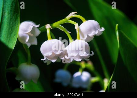 Lilie des Tals oder Convallaria-Blüten-Nahaufnahme Stockfoto