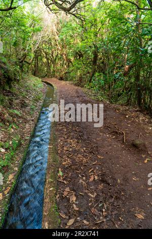 Madeira typischer Wanderweg und Wanderweg. Levada do Furado, eine der beliebtesten Touren in Levada auf Madeira Island. Von Ribeiro Frio nach Portela. Portuga Stockfoto