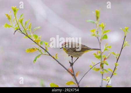 Palm Warbler (Setophaga palmarum) Point Pelee National Park Essex County Ontario Kanada Stockfoto