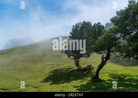 Der alte Lorbeer in Fanal mitten im Laurissilva Wald. Der Wald liegt auf dem Paul da Serra Plateu auf der Insel Madeira Stockfoto