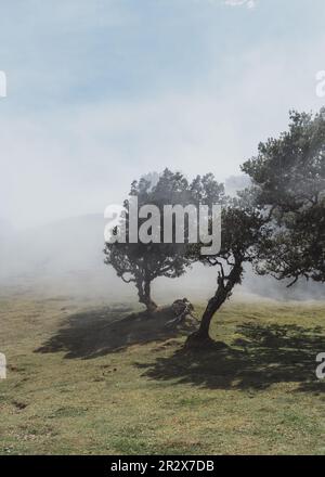 Fanal Forest in Madeira, Portugal. Uralte Laurel Bäume in nebeligem Nebel, UNESCO-Weltkulturerbe. Stockfoto