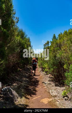 Wandern Sie Wanderer Wandern Sie in den Naturwäldern während der Frühlingssaison. Wandern aktive Leute Touristen tragen Rucksäcke im Freien Wandern im Pinienwald. Stockfoto