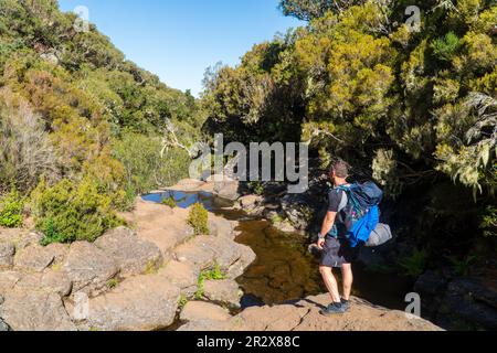 Rückansicht eines jungen Touristen mit Rucksack, der durch den Wald in der Nähe des Flusses reist. Junger Mann ausgestattet mit Touristenausrüstung Wandern, Lifestyl Stockfoto