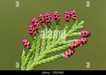 Rote männliche Blüten der Lawson Cypress (Chamaecyparis lawsoniana) aus Kalifornien Stockfoto