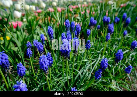 Frühlingsblumen im Garten. Tulpen, Hyazinthen, Narzissen. Der Duft des Frühlings in einem wunderschönen Garten Stockfoto
