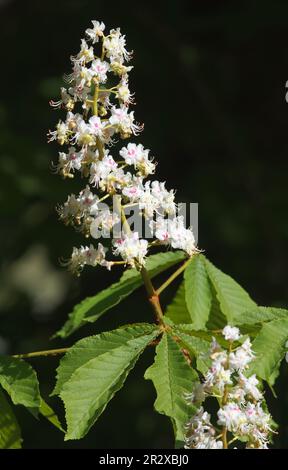 Blühender Zweig eines gewöhnlichen Rosskastanienbaums, Aesculus hippocastanum mit großen weißen Blüten und grünen Blättern auf dunklem Hintergrund, Nahaufnahme Stockfoto