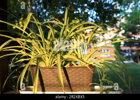 Blick auf chlorophytum comosum im Park im Sommer Stockfoto
