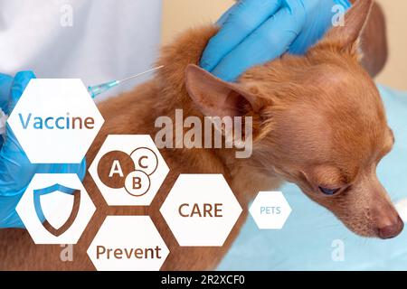 Tierarzt impft einen kleinen reinrassigen Spielzeug-Terrier-Hund, Haustier-Impfung in einer Tierklinik. Stockfoto