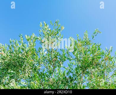 Zweige von Olivenbäumen mit Olivenfrüchten, wolkenloser Tag, blauer Himmel und Sonnenlicht. Öl gegen Cholesterin Stockfoto