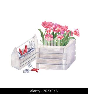 Rosafarbene Tulpen und Gartenwerkzeuge in Holzkästen isoliert auf weißem Hintergrund. Aquarelle Darstellung von Frühlingsblumen, Handkellen, kleinen Gabeln Stockfoto