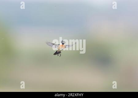 Europäischer Steinechat Saxicola rubicola, Zucht Gefieder ausgewachsener Mann, der im Flug nicht beißende Mücke fangen wird, Suffolk, England, Mai Stockfoto