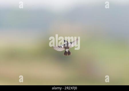 Europäischer Steinechat Saxicola rubicola, Zucht Gefieder ausgewachsener Mann, der im Flug nicht beißende Mücke fangen wird, Suffolk, England, Mai Stockfoto