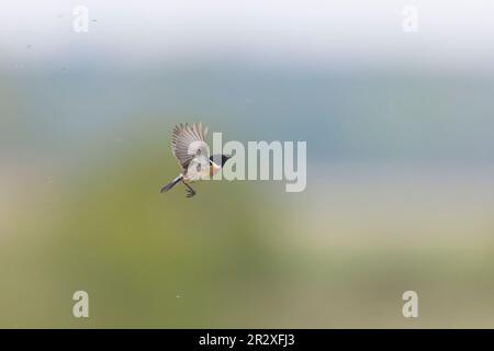 Europäischer Steinechat Saxicola rubicola, Zucht Gefieder ausgewachsener Mann, der im Flug nicht beißende Mücke fangen wird, Suffolk, England, Mai Stockfoto