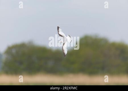 Schwarzbein-Kittiwake Rissa tridactyla, 1. Sommer-Gefieder, RSPB Minsmere Naturschutzgebiet, Suffolk, England, Mai Stockfoto