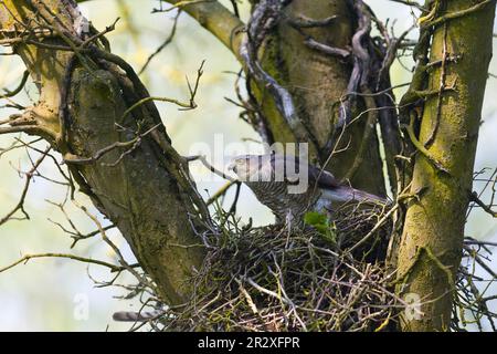 Eurasischer Sperber Accipiter nisus, Erwachsene Frau, die auf dem Nest steht, Suffolk, England, Mai Stockfoto