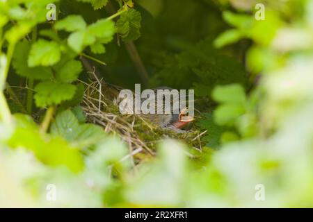 Dunnock Prunella modularis, Erwachsene und Küken in Nest, Suffolk, England, Mai Stockfoto