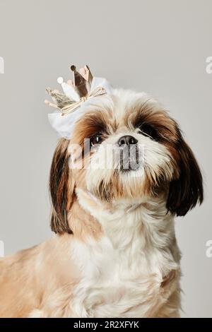 Vertikales Porträt des süßen Shih Tzu Welpen mit Krone auf weißem Hintergrund Stockfoto