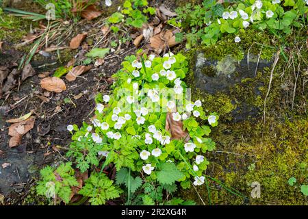 Weißer blühender gemeiner Holzsorrel (lateinischer Name: Oxalis acetosella), der im Schatten der unteren Schweizer Berge wächst. Stockfoto