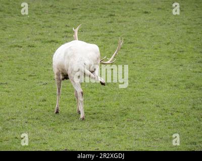 Ungewöhnliche Aussicht auf einen weißen Damhirsch. Stockfoto